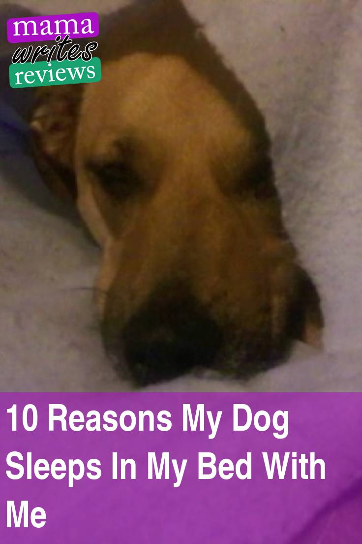 10 Reasons My Dog Sleeps In My Bed With Me | Mama Writes Reviews